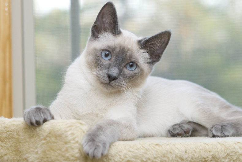 ELENA Siamese Kittens for Sale - Adoptapet.com Siamese Kittens For ...