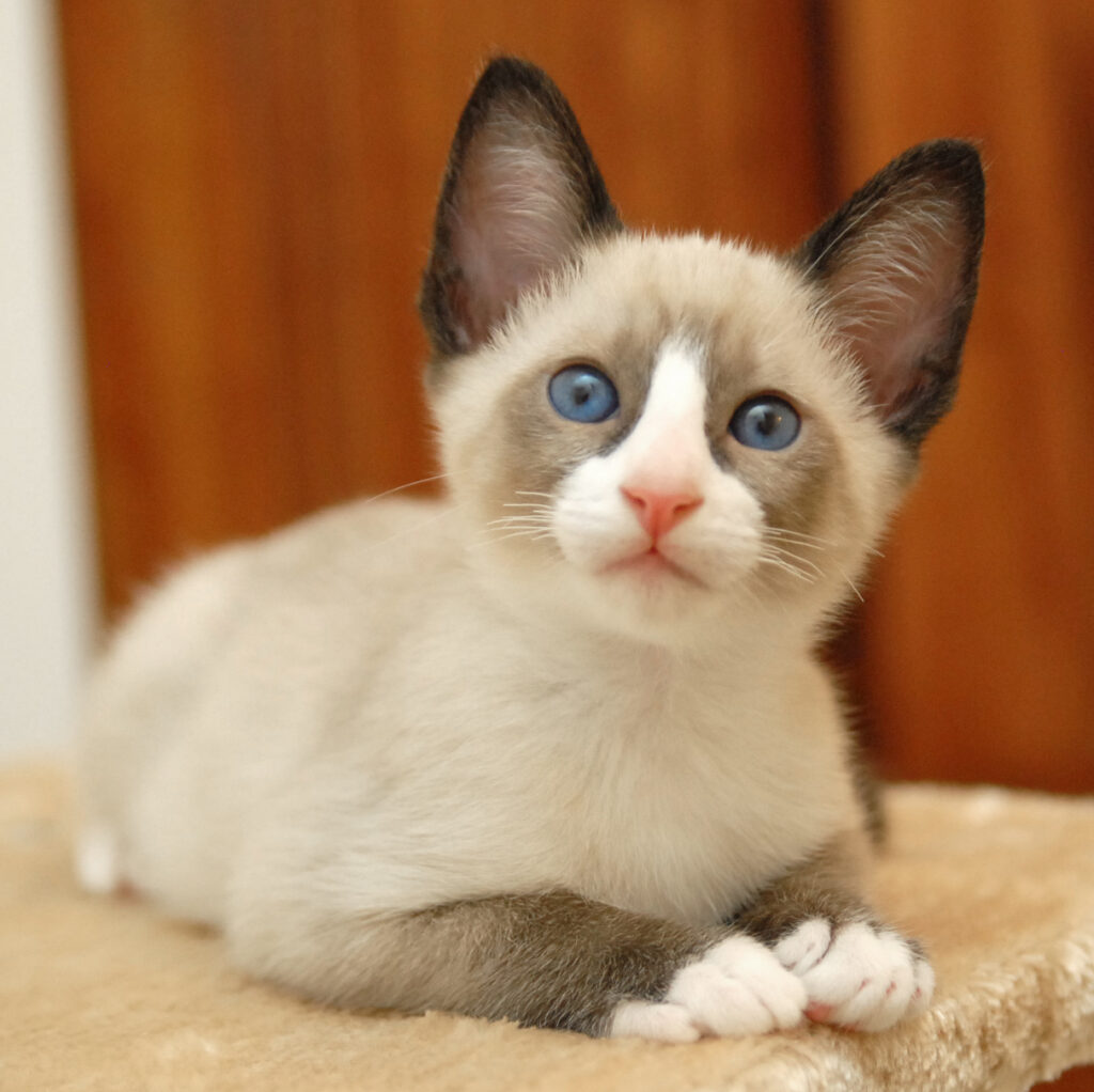 babies | Blue Eyes Cattery- Siamese & Snowshoe Kittens